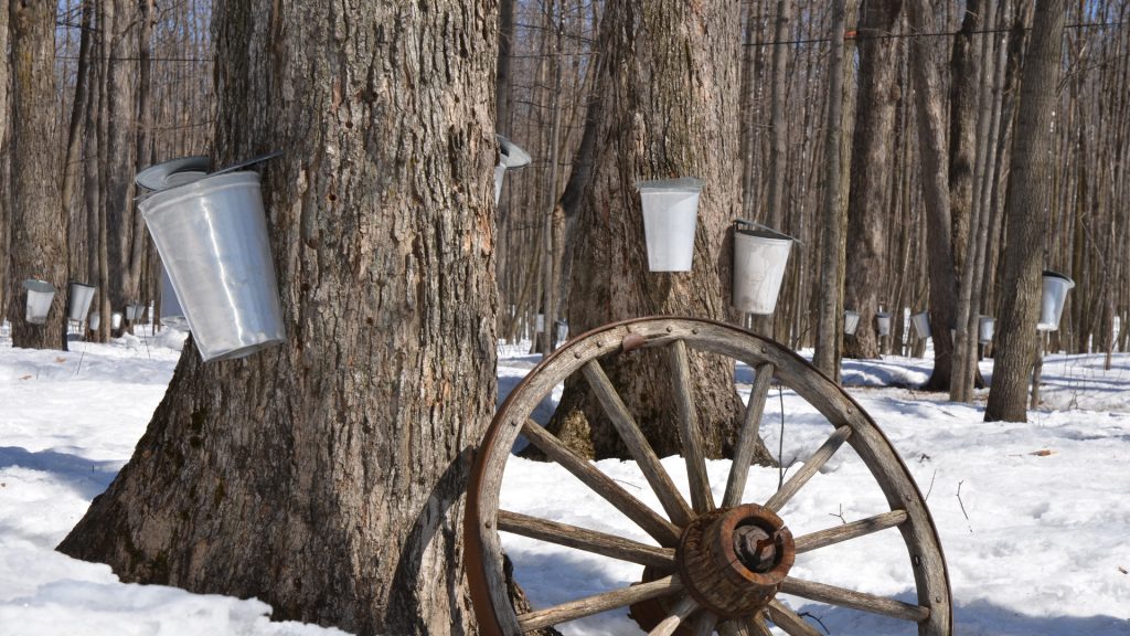 2022 Maple Syrup Festivals